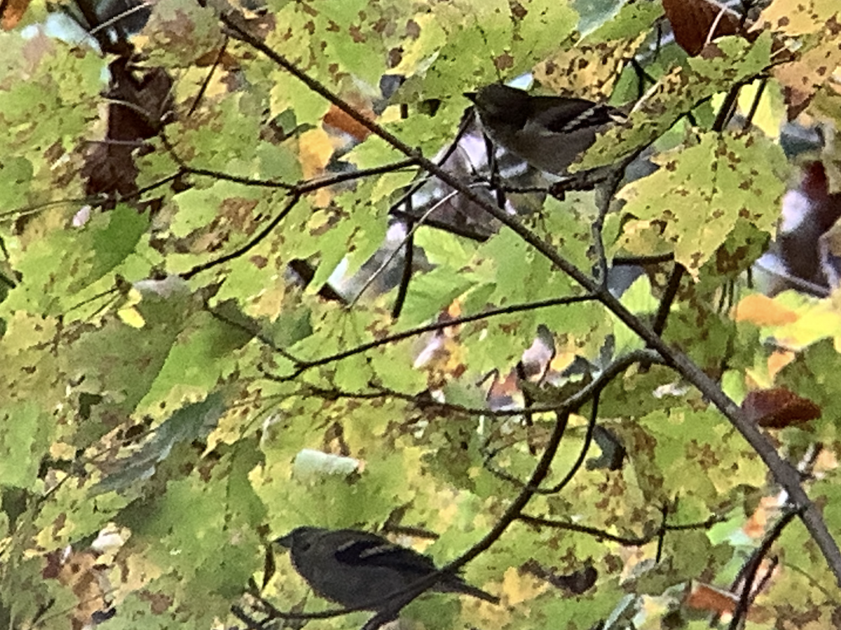 Yellow-rumped Warbler - ML644236169