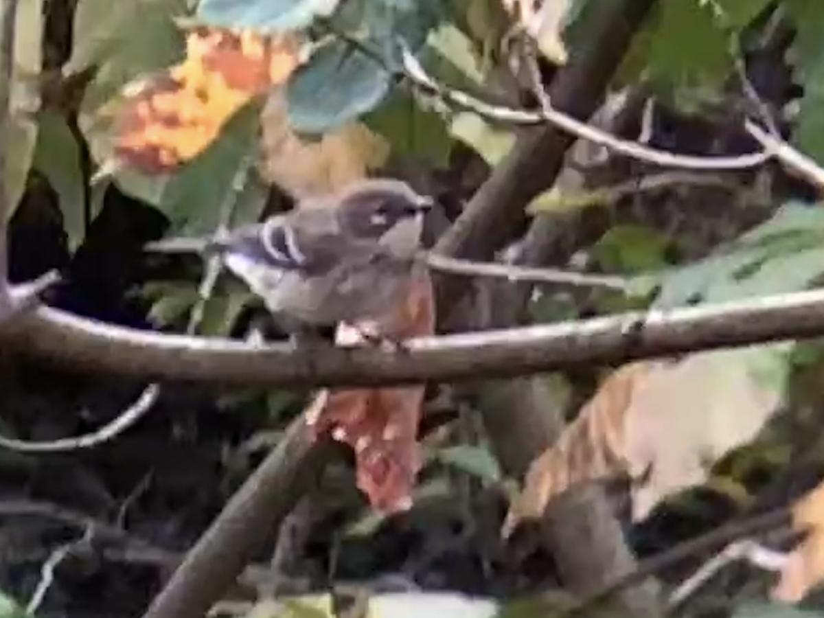 Yellow-rumped Warbler - ML644236170