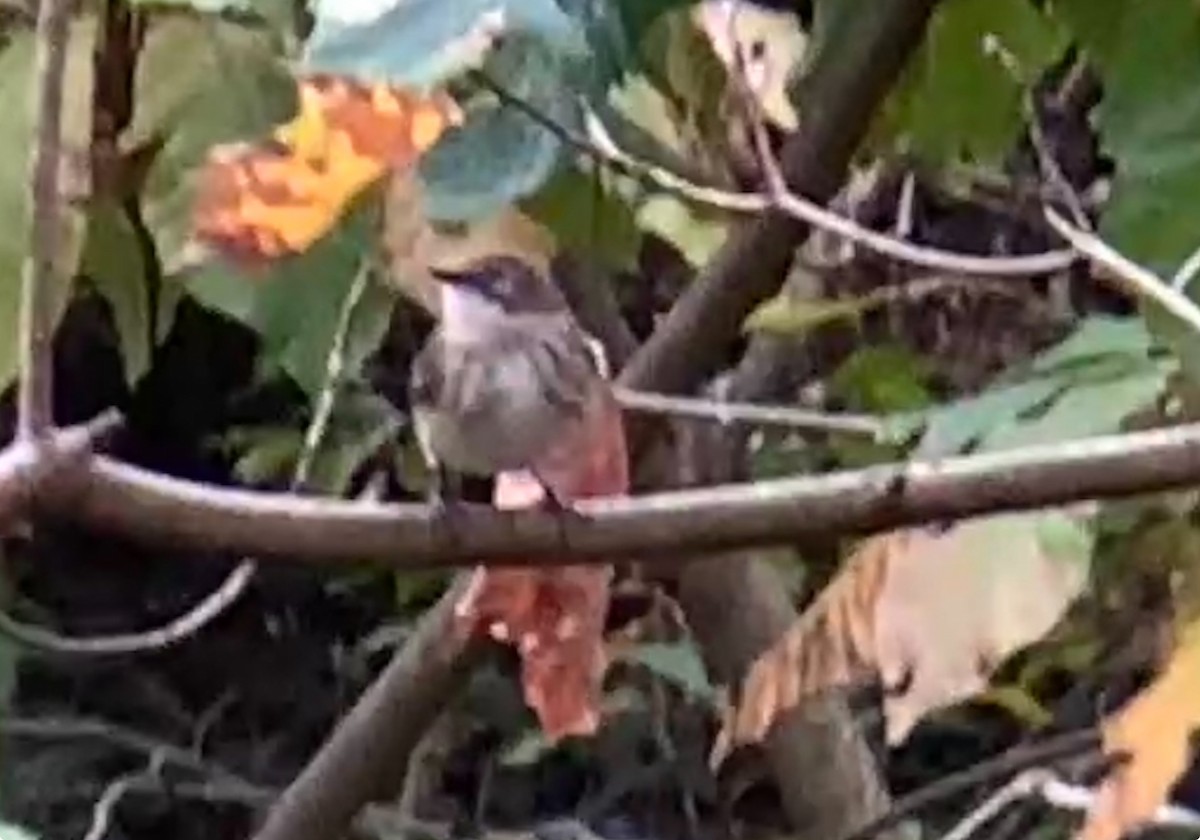 Yellow-rumped Warbler - ML644236173