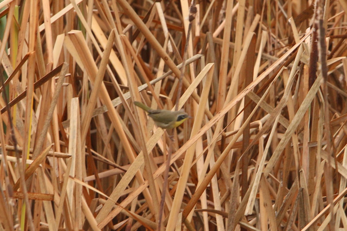 Common Yellowthroat - ML644236174