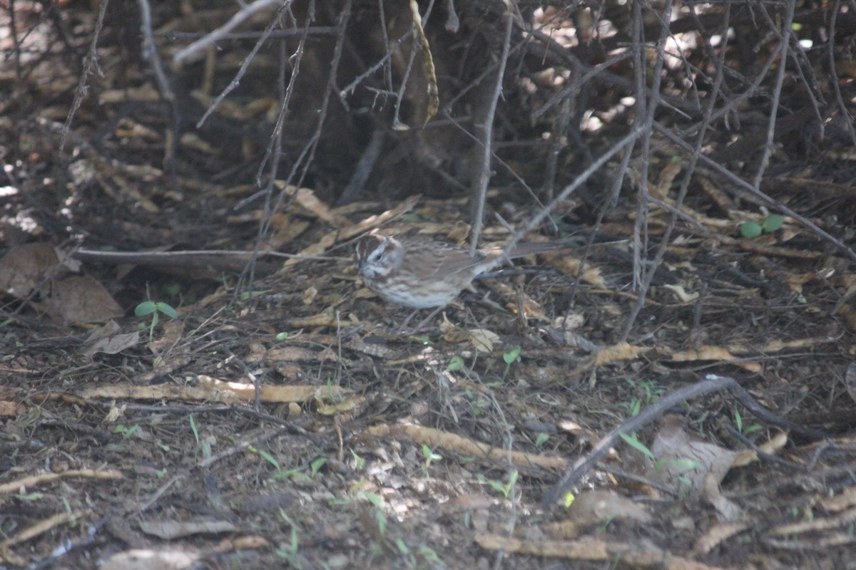 Пасовка співоча - ML644236181