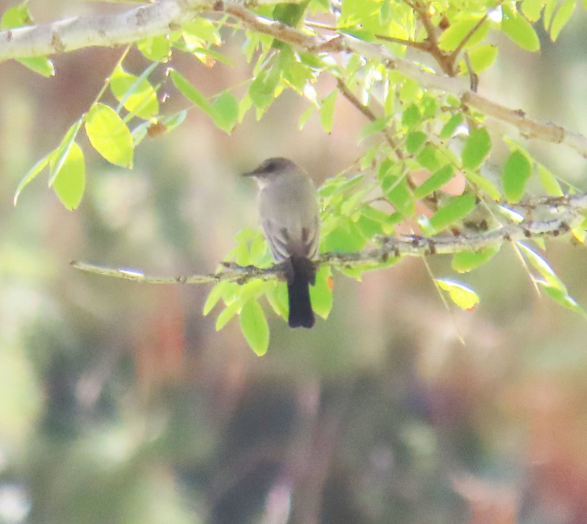 Say's Phoebe - ML644236182