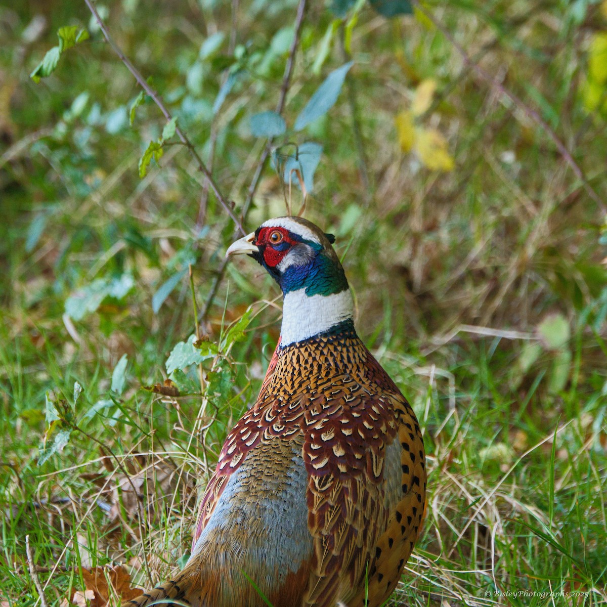 bažant obecný - ML644236213