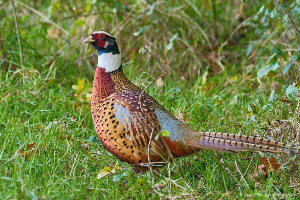 bažant obecný - ML644236214