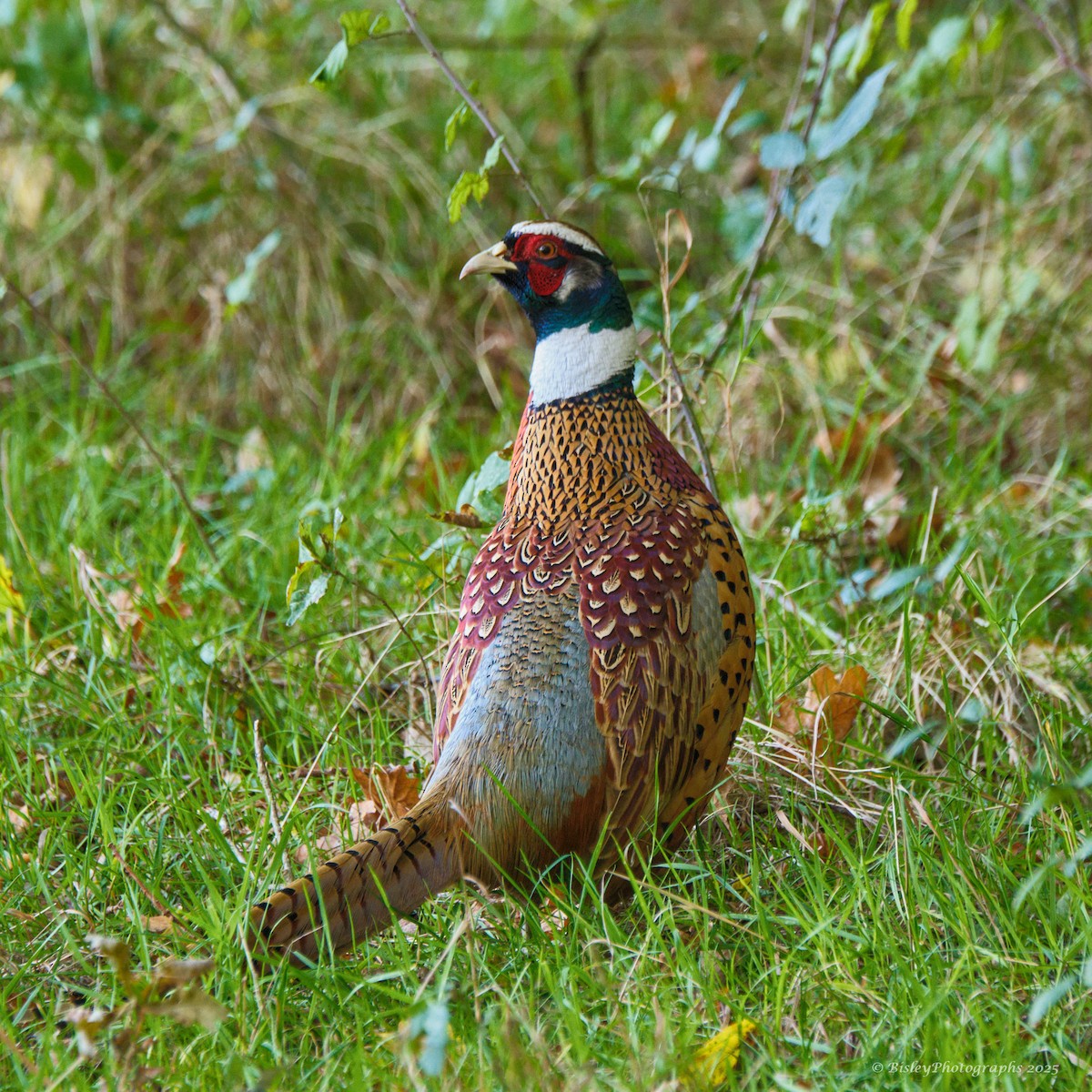 bažant obecný - ML644236215