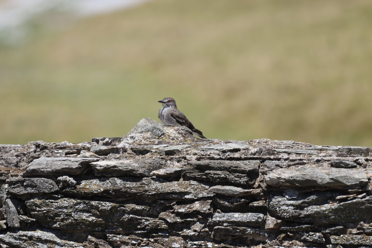 Gray Monjita - ML644236221