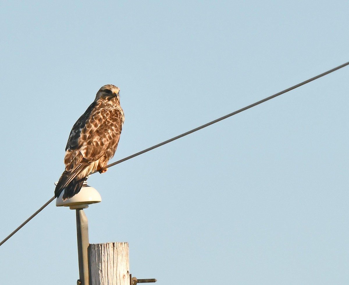 毛足鵟 - ML644236222