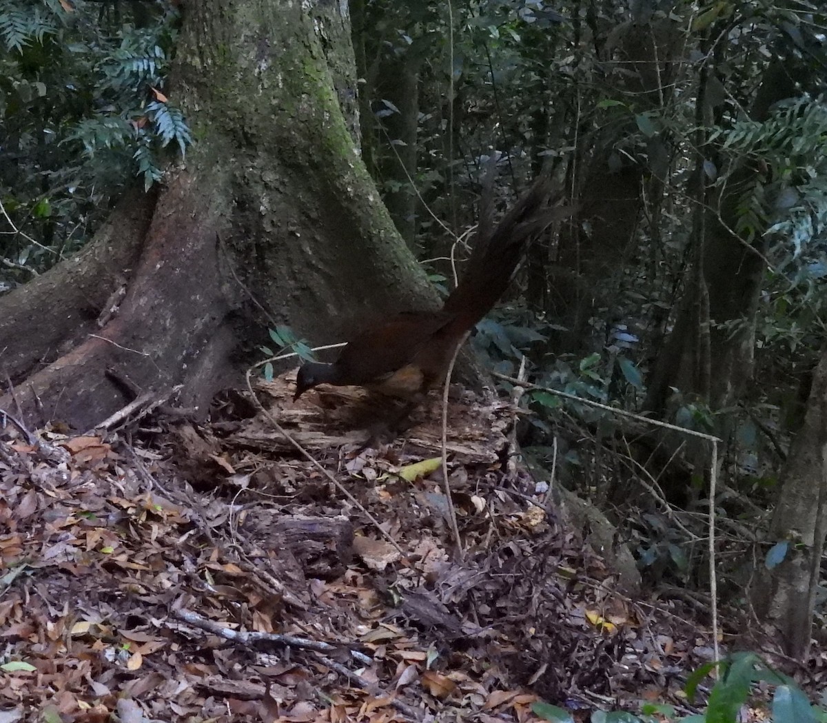 Albert's Lyrebird - ML644236238