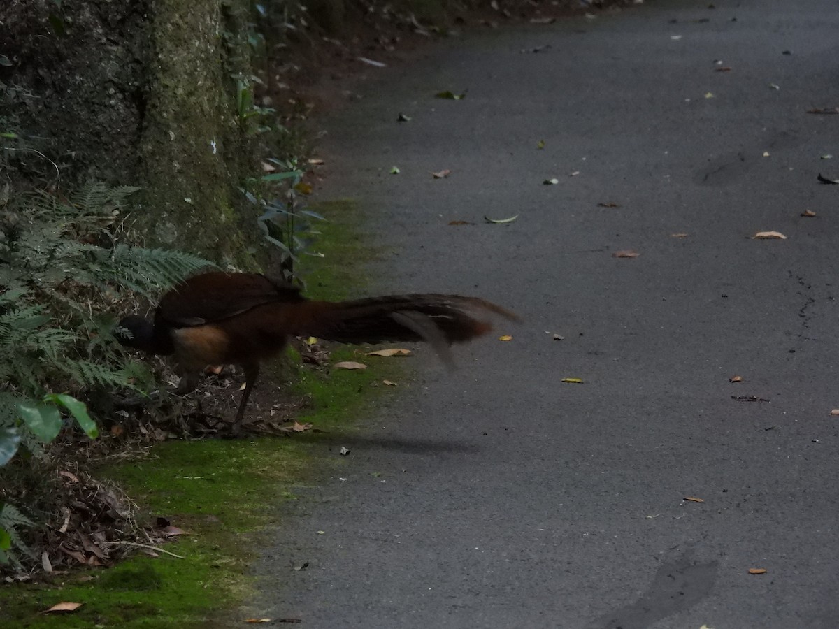 Albert's Lyrebird - ML644236239