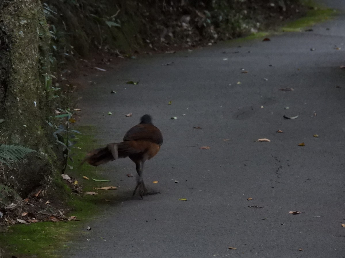 Albert's Lyrebird - ML644236240