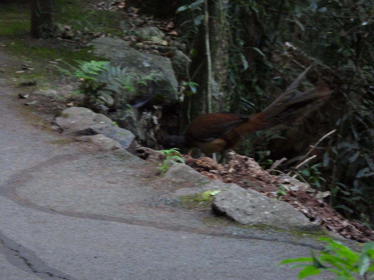 Albert's Lyrebird - ML644236241