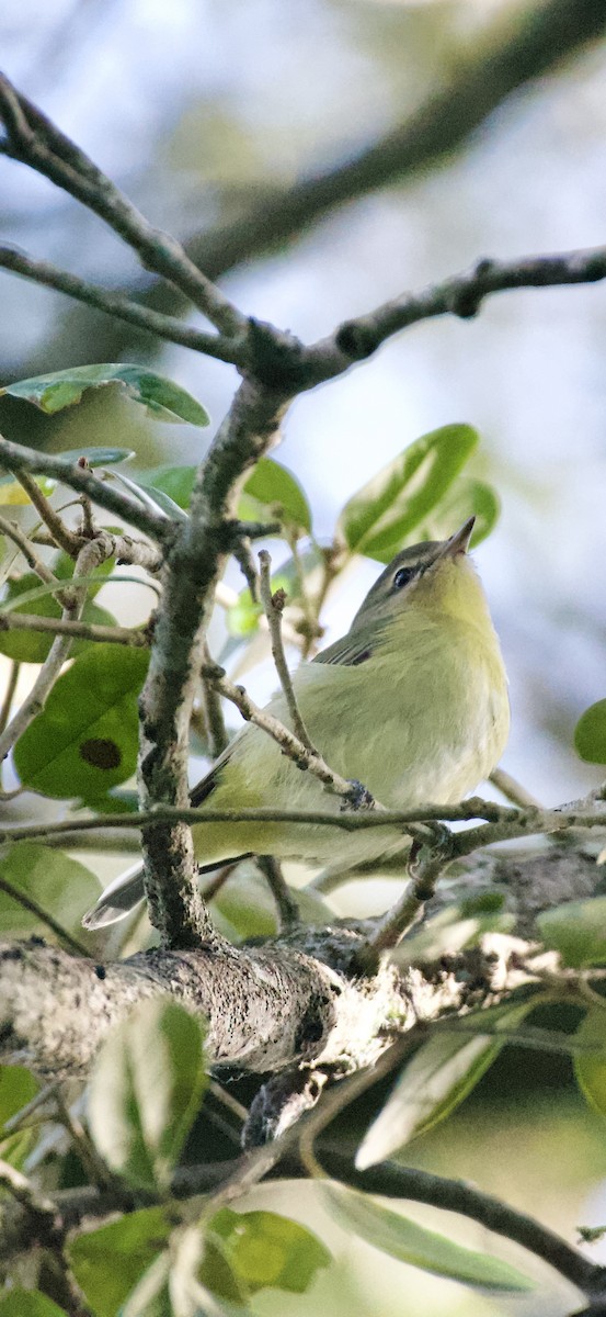 Philadelphia Vireo - ML644236242