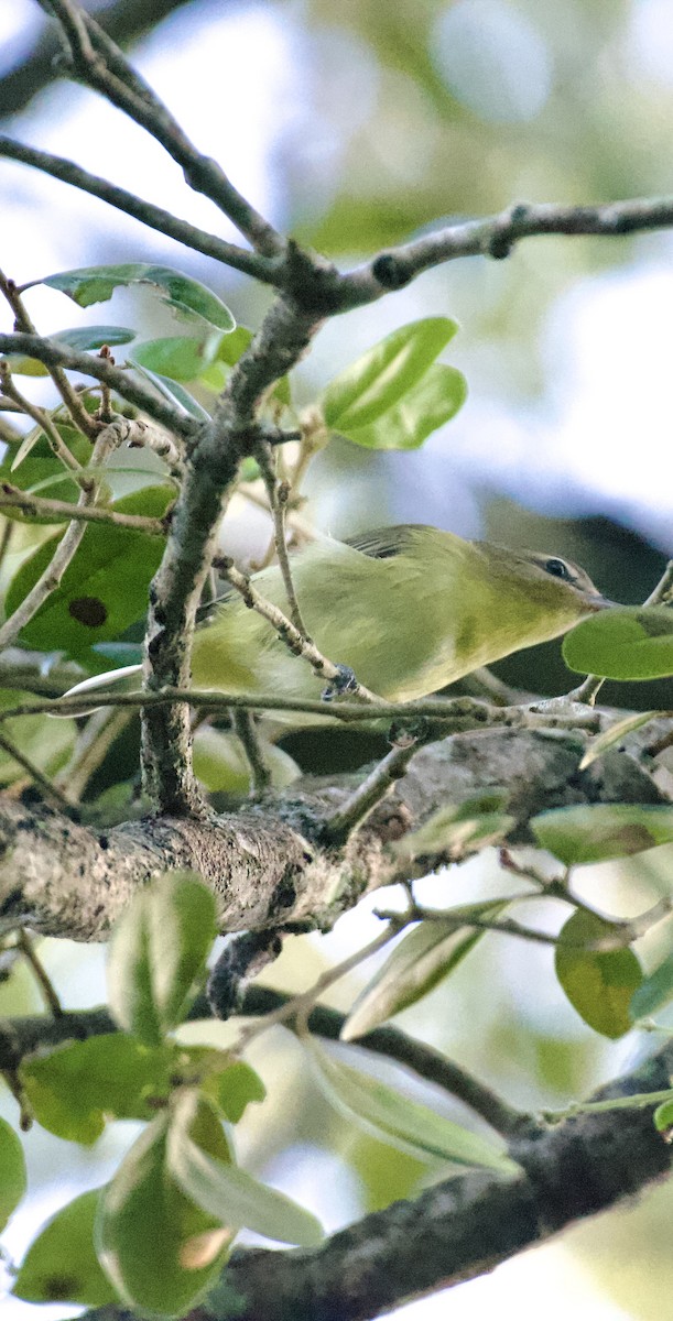 Philadelphia Vireo - ML644236243
