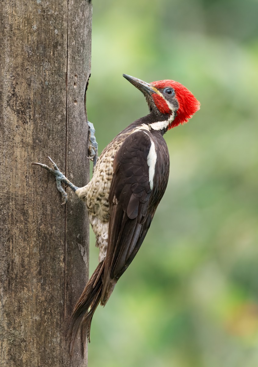 Lineated Woodpecker - ML644236252