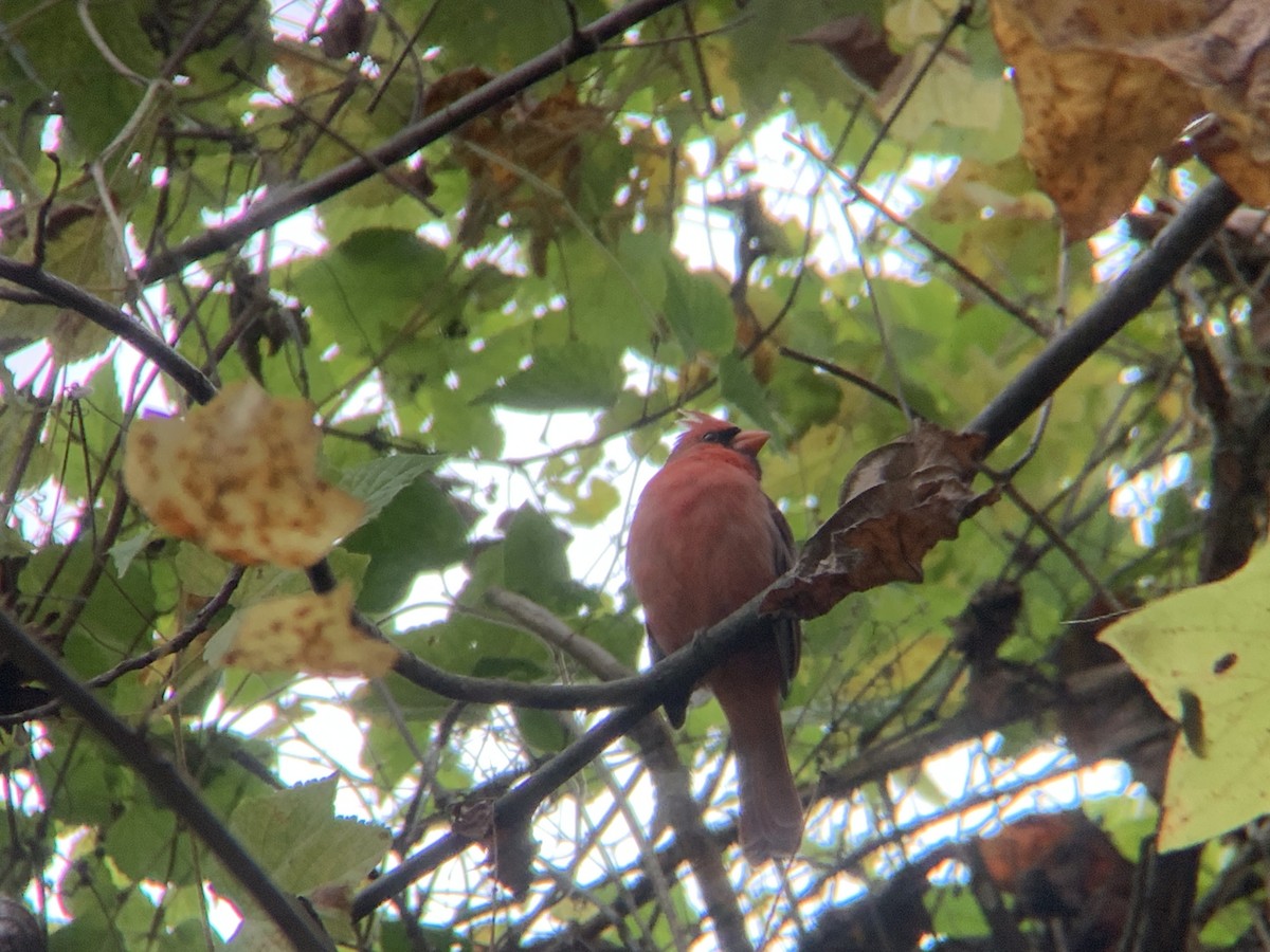 Northern Cardinal - ML644236256