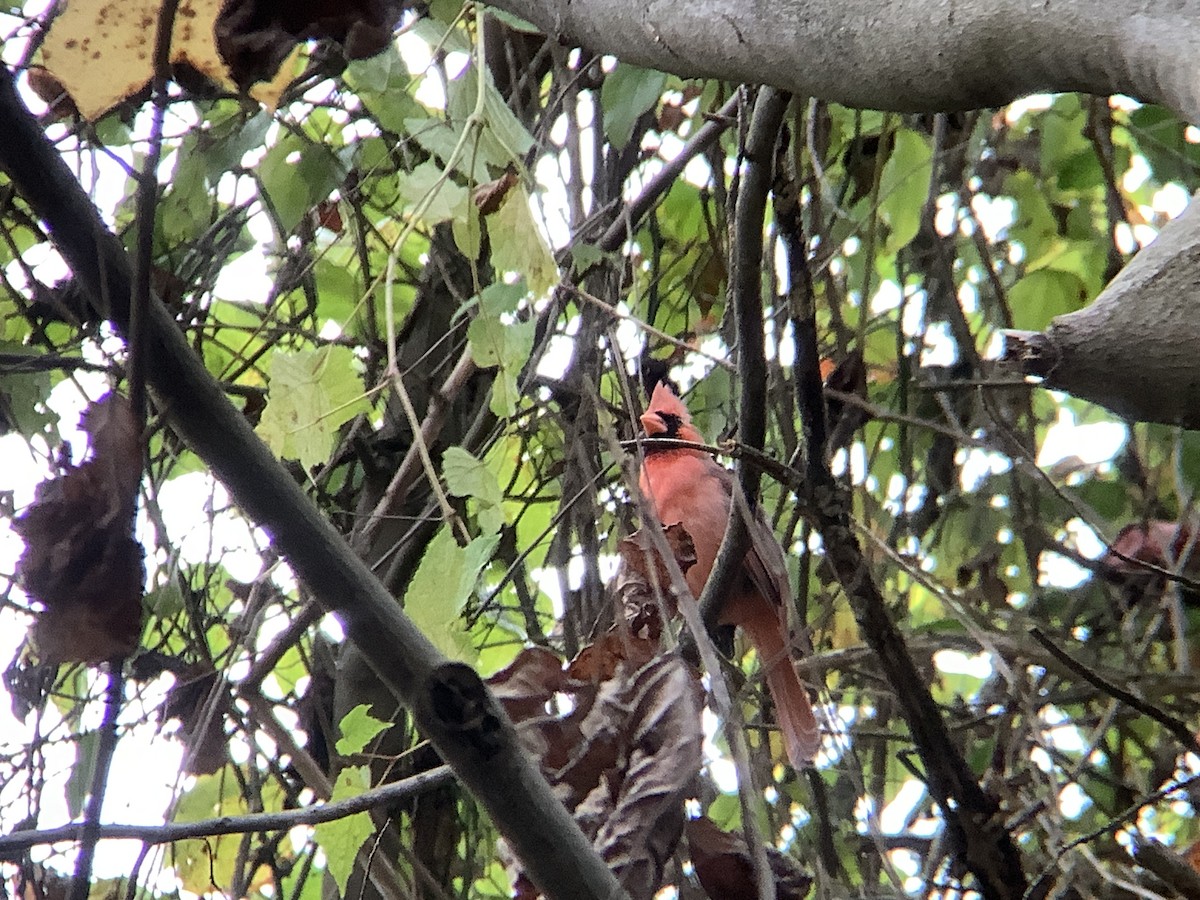 Northern Cardinal - ML644236257