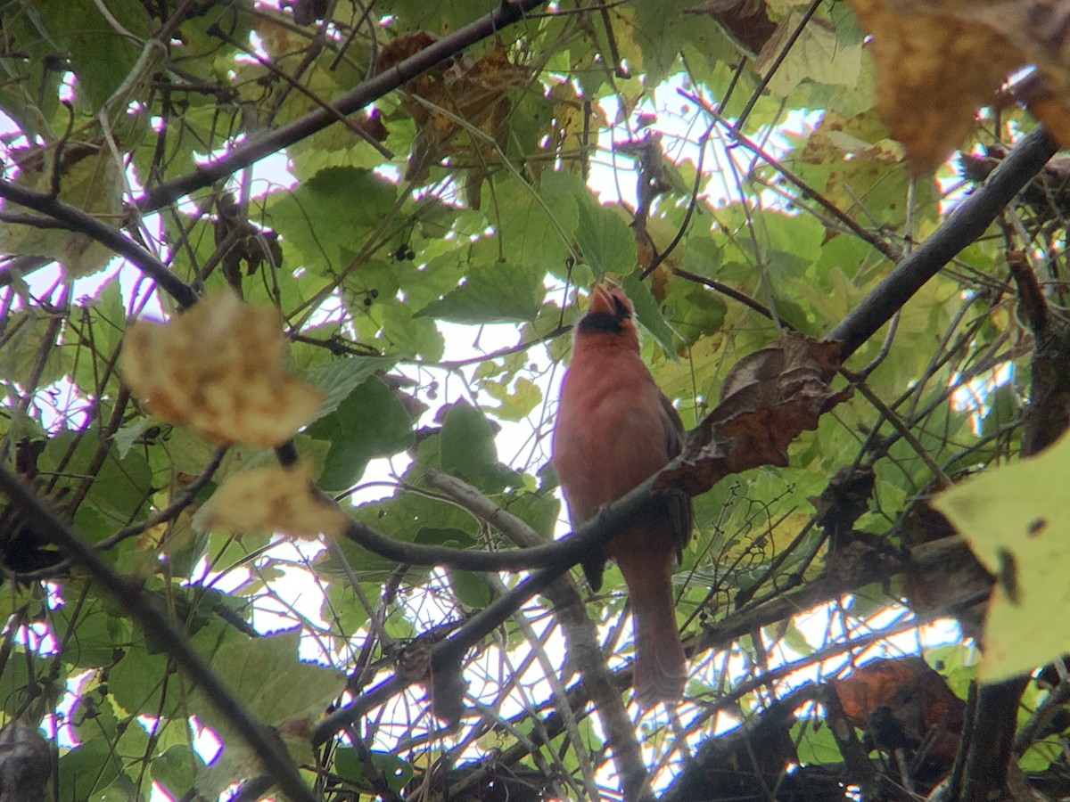 Northern Cardinal - ML644236258