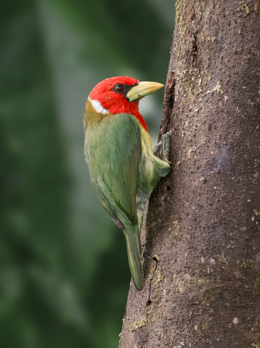 Red-headed Barbet - ML644236261