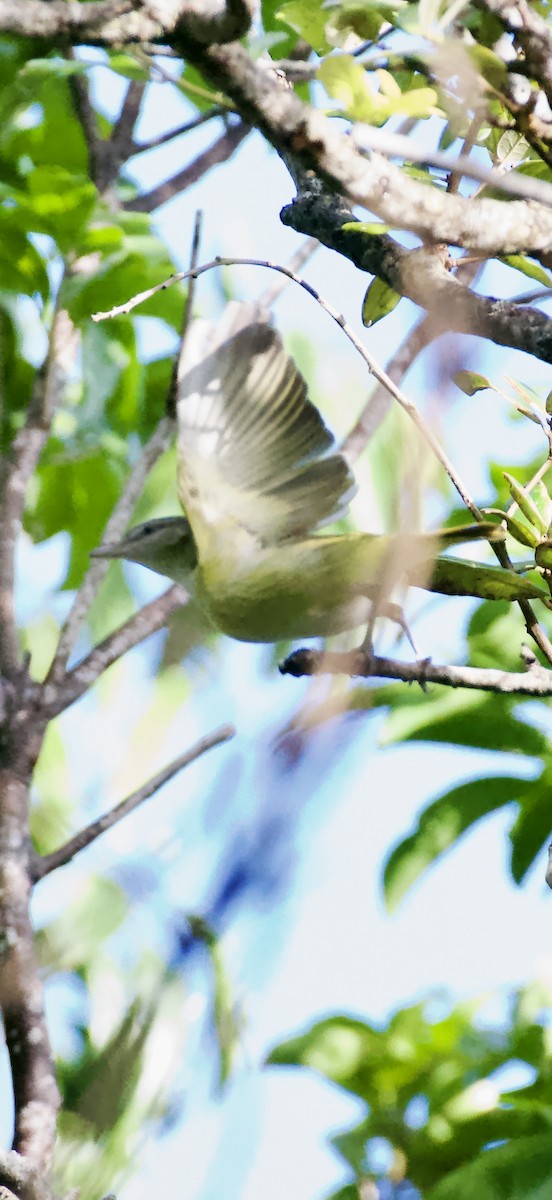 Yellow-green Vireo - ML644236265