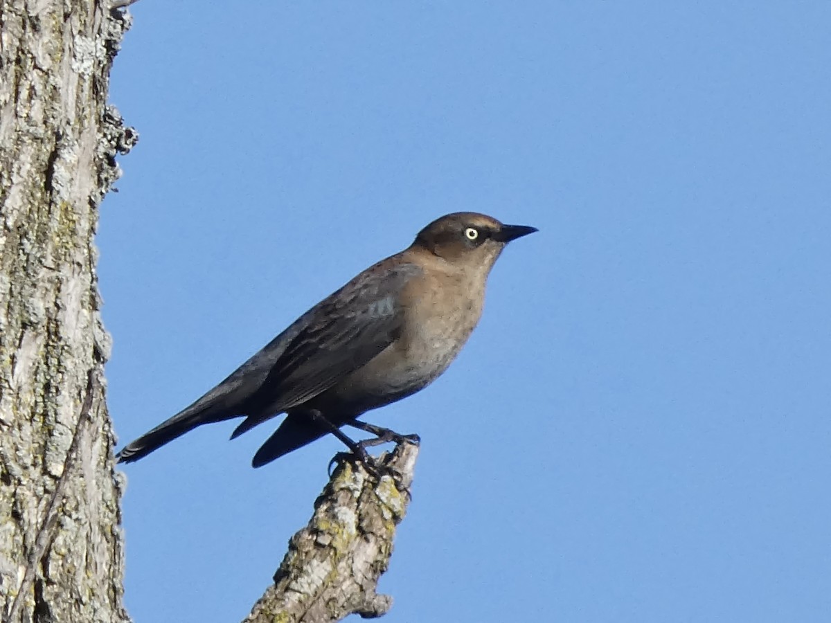 Quiscale rouilleux - ML644236268