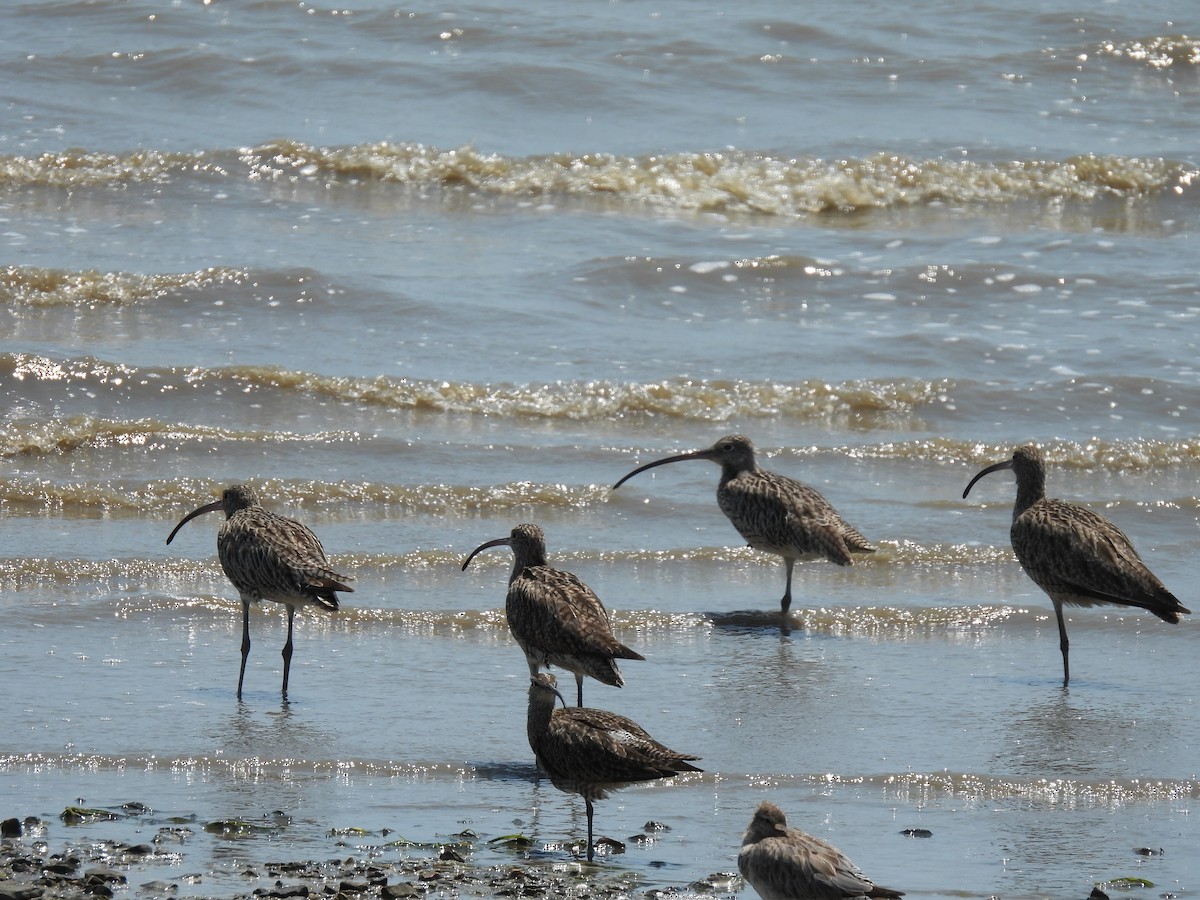 Far Eastern Curlew - ML644236270