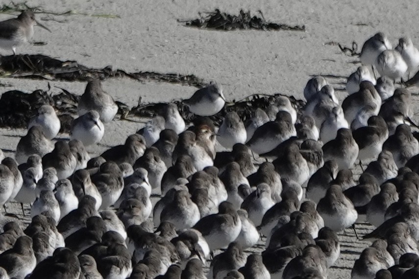 Sharp-tailed Sandpiper - ML644236272