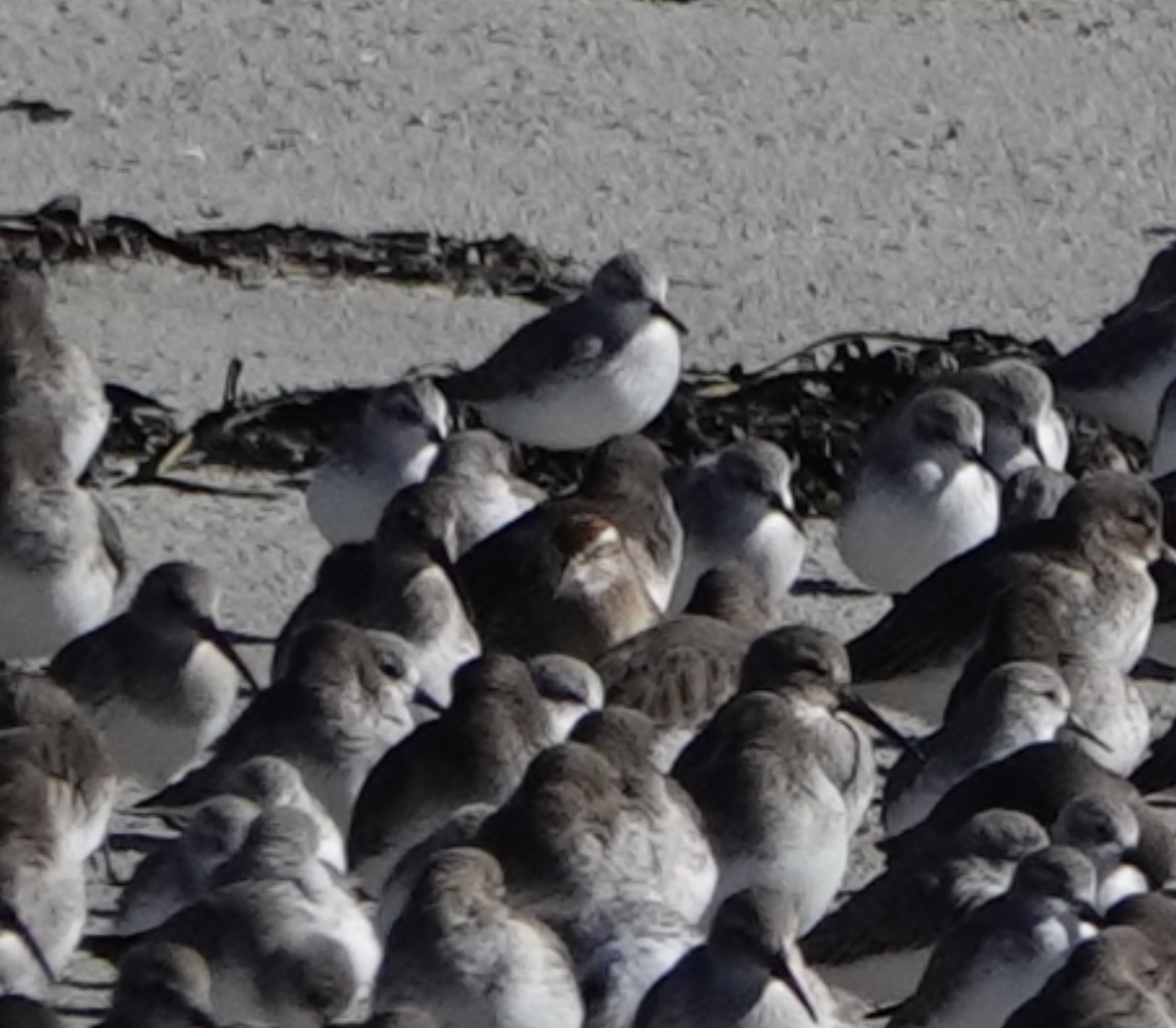 Sharp-tailed Sandpiper - ML644236273