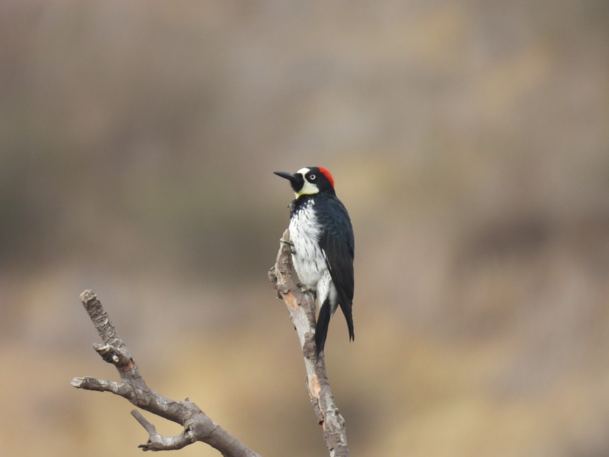 Acorn Woodpecker - ML644236278
