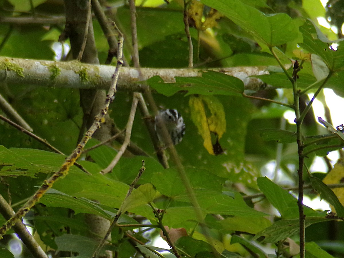 Black-and-white Warbler - ML644236279