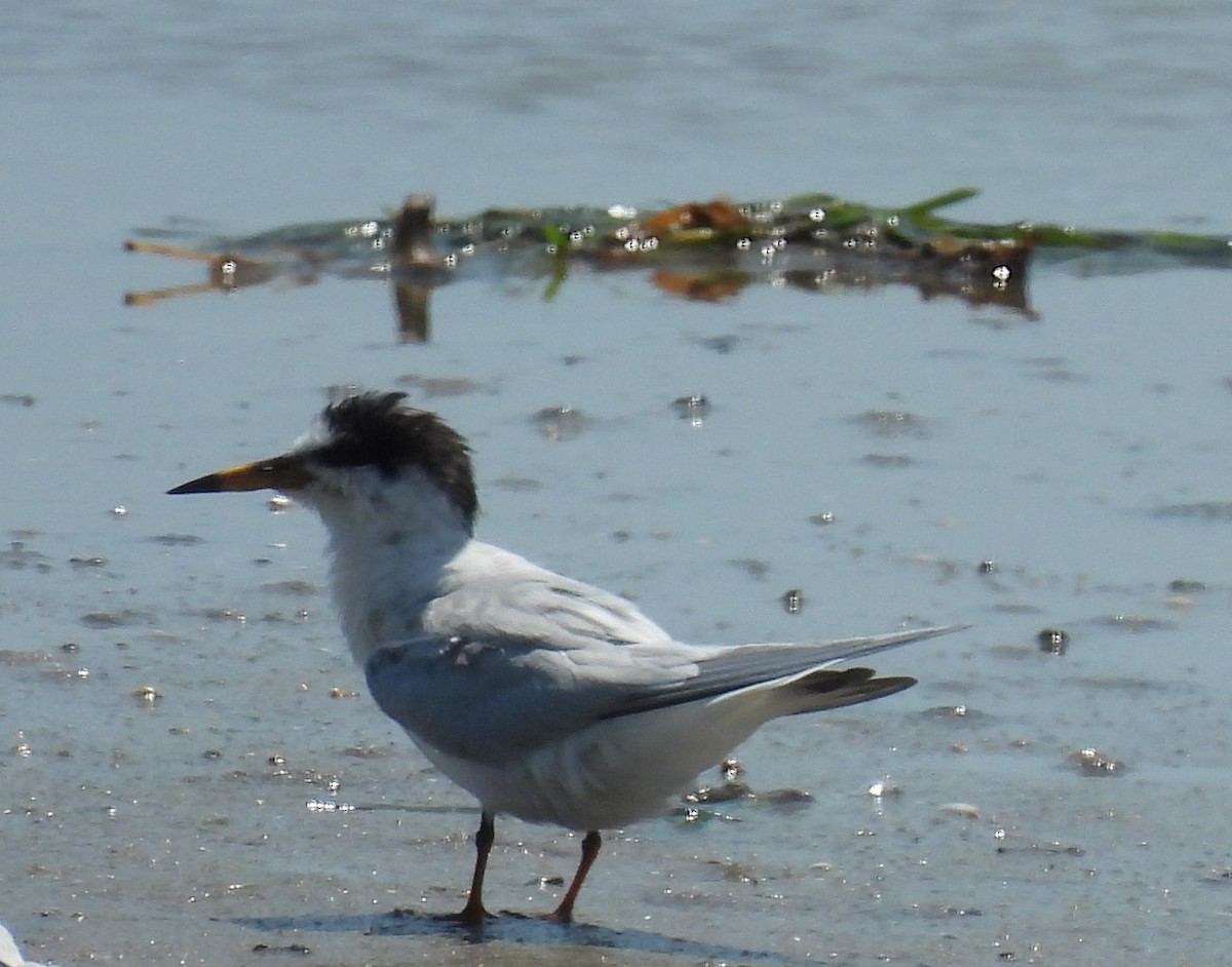 Little Tern - ML644236280