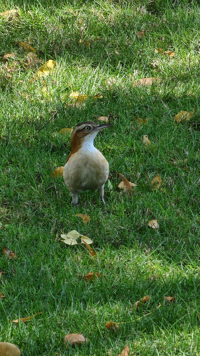 kanelryggovnfugl - ML644236283