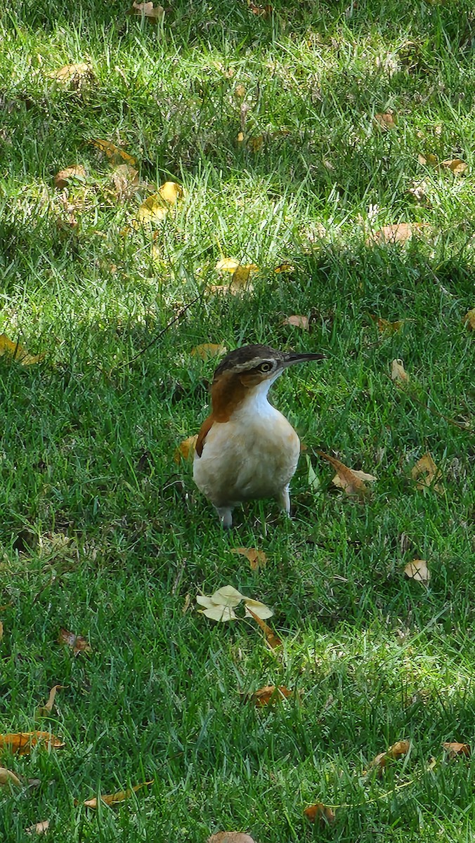 kanelryggovnfugl - ML644236284