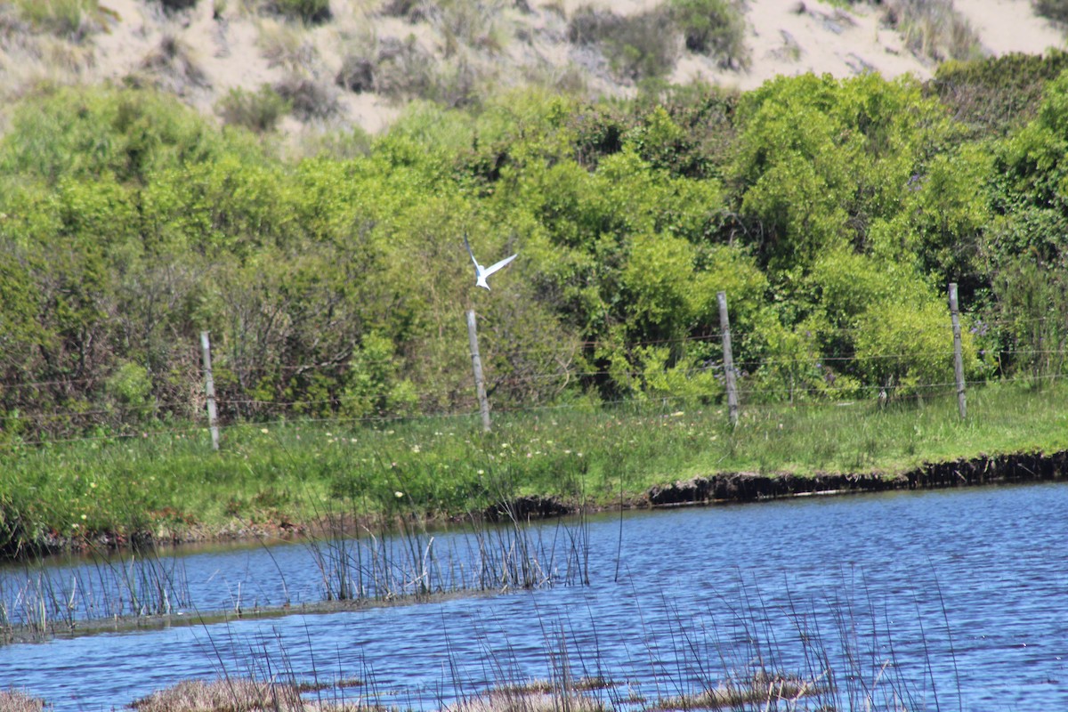 rybák bělohlavý - ML644236285