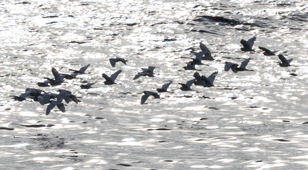 アマサギ - ML644236286