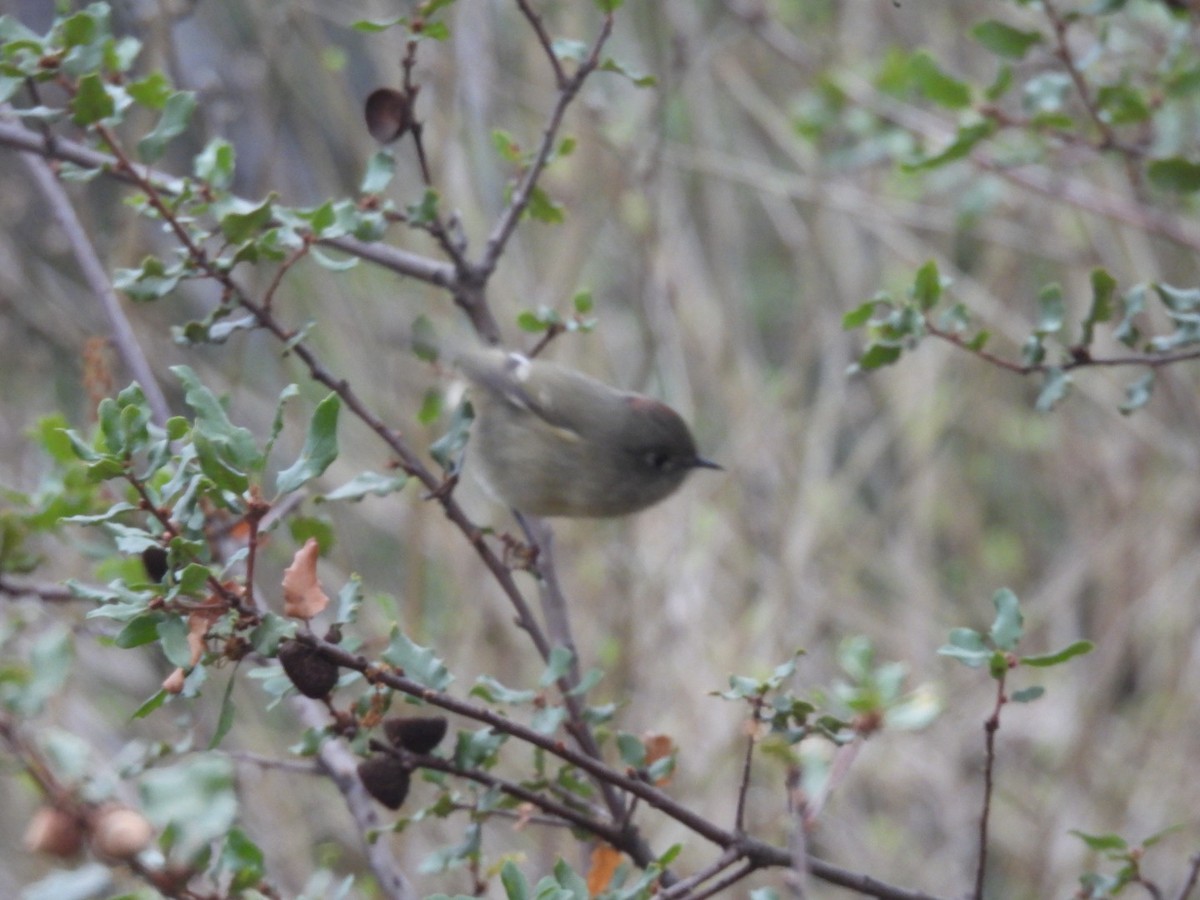Ruby-crowned Kinglet - ML644236288