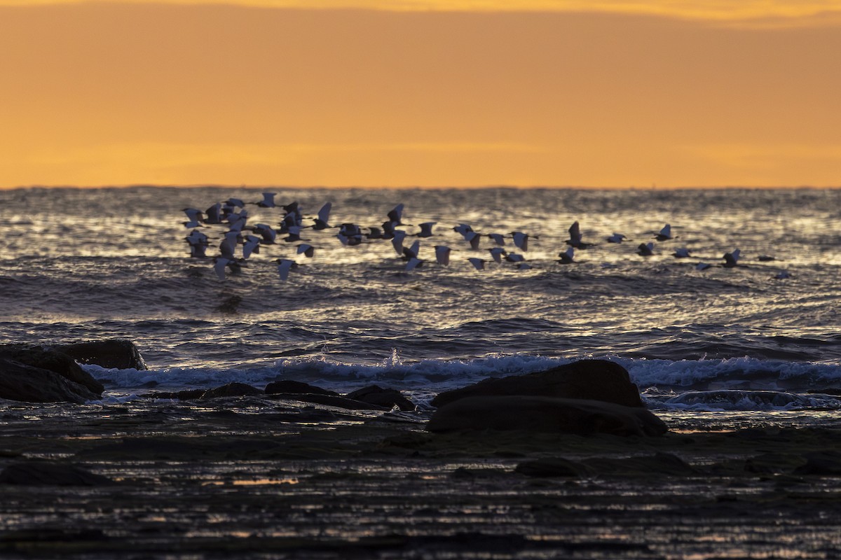 アマサギ - ML644236289