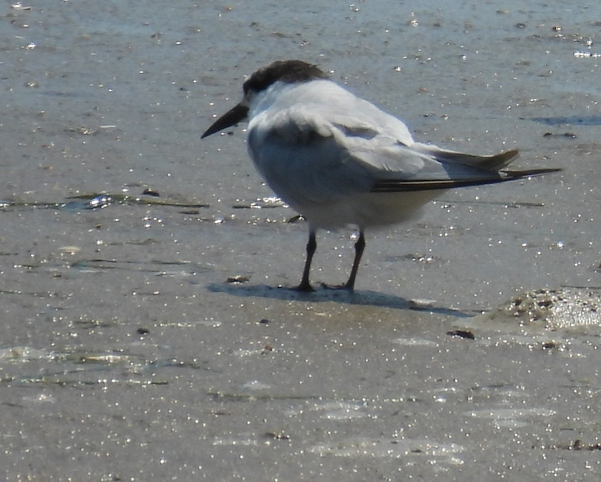 Common Tern - ML644236294