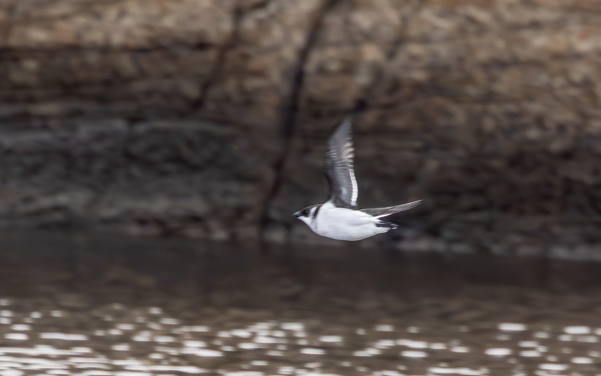 Mergule nain - ML644236298