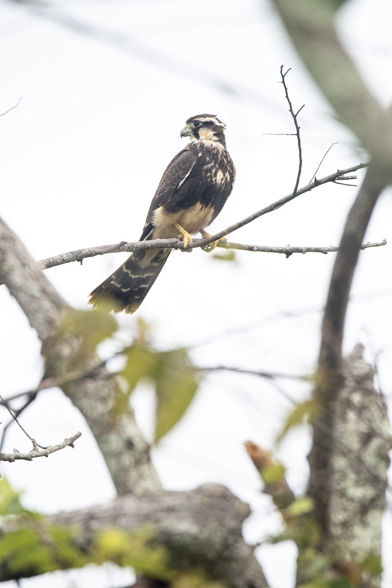 Aplomado Falcon - ML644236299