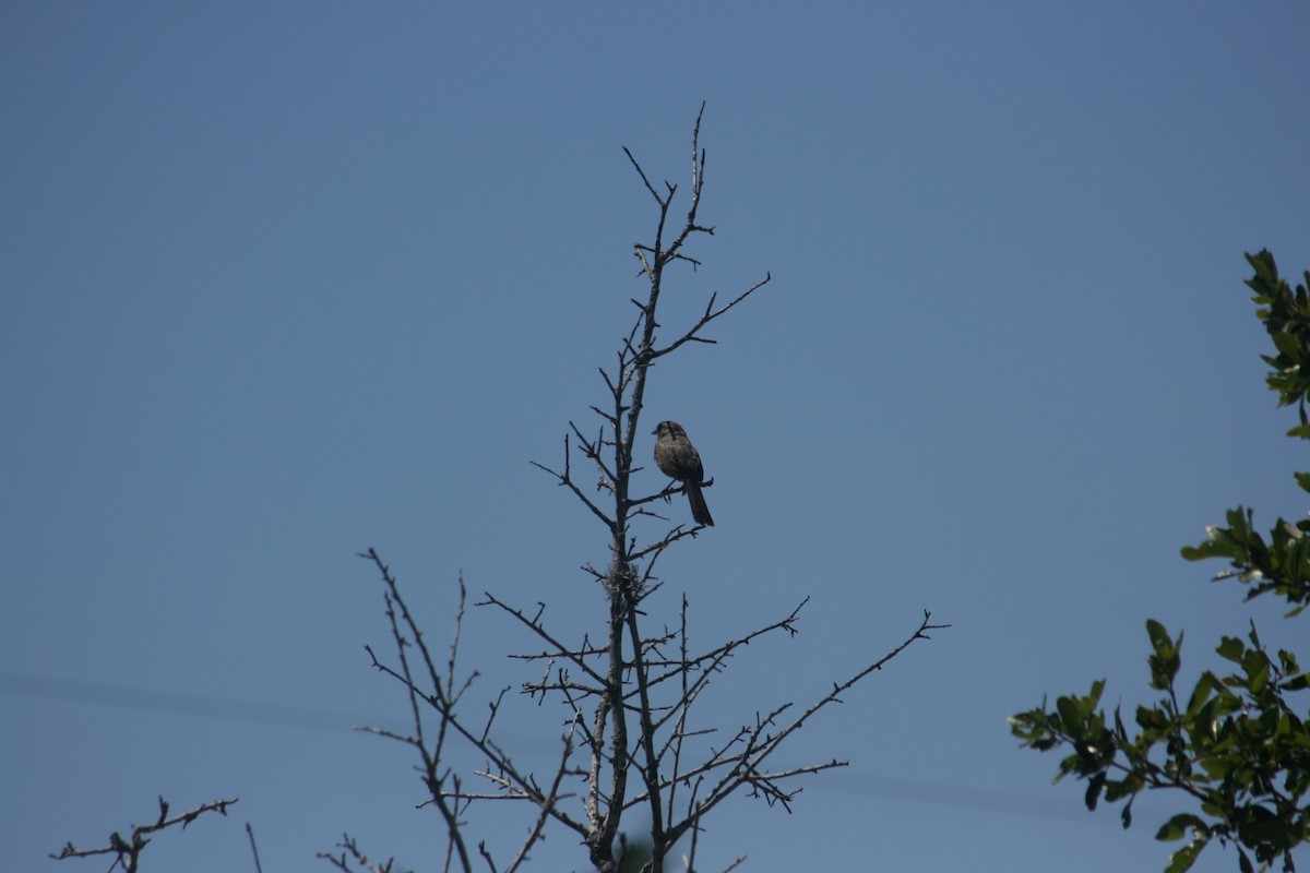 Bronzed Cowbird - ML644236306