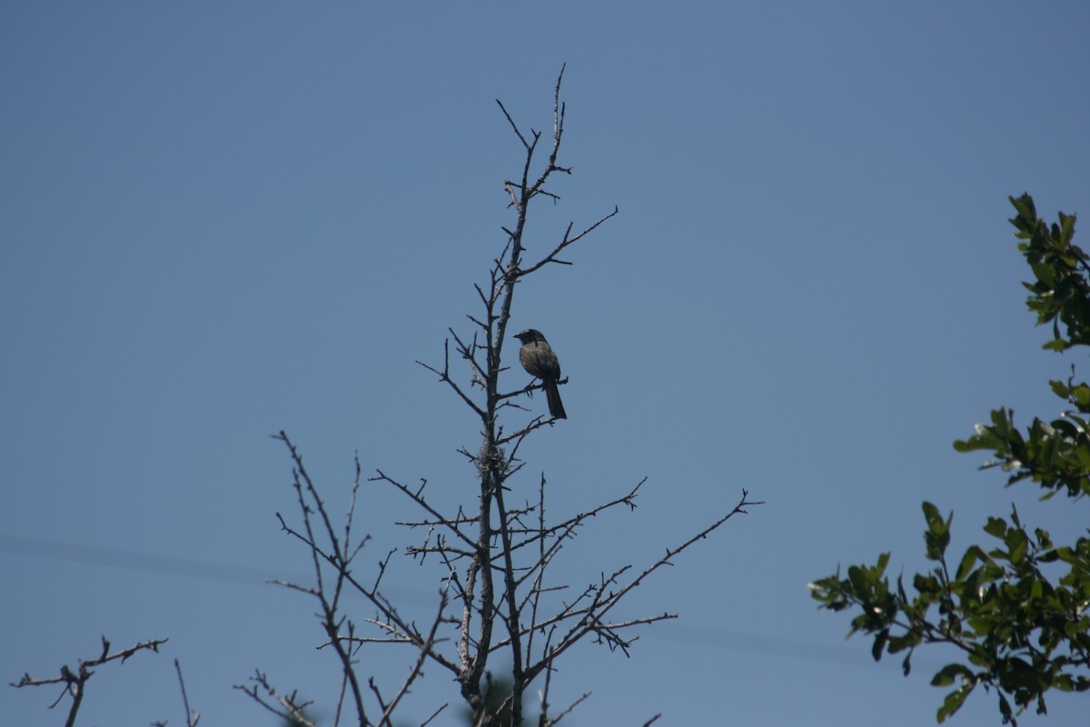 Bronzed Cowbird - ML644236316