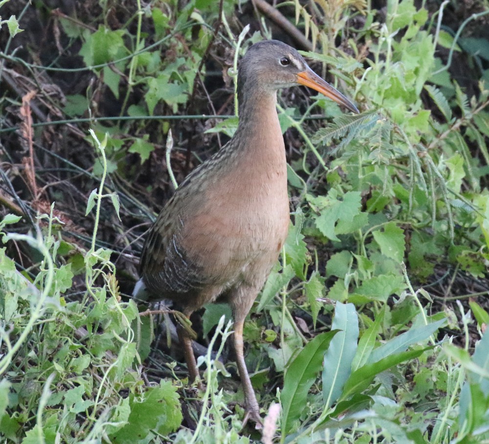 Aztec Rail - ML644236318