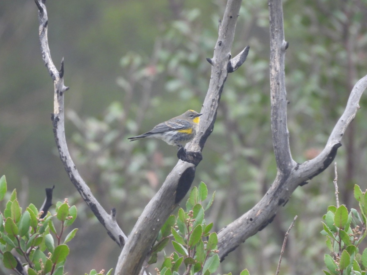 Yellow-rumped Warbler - ML644236321