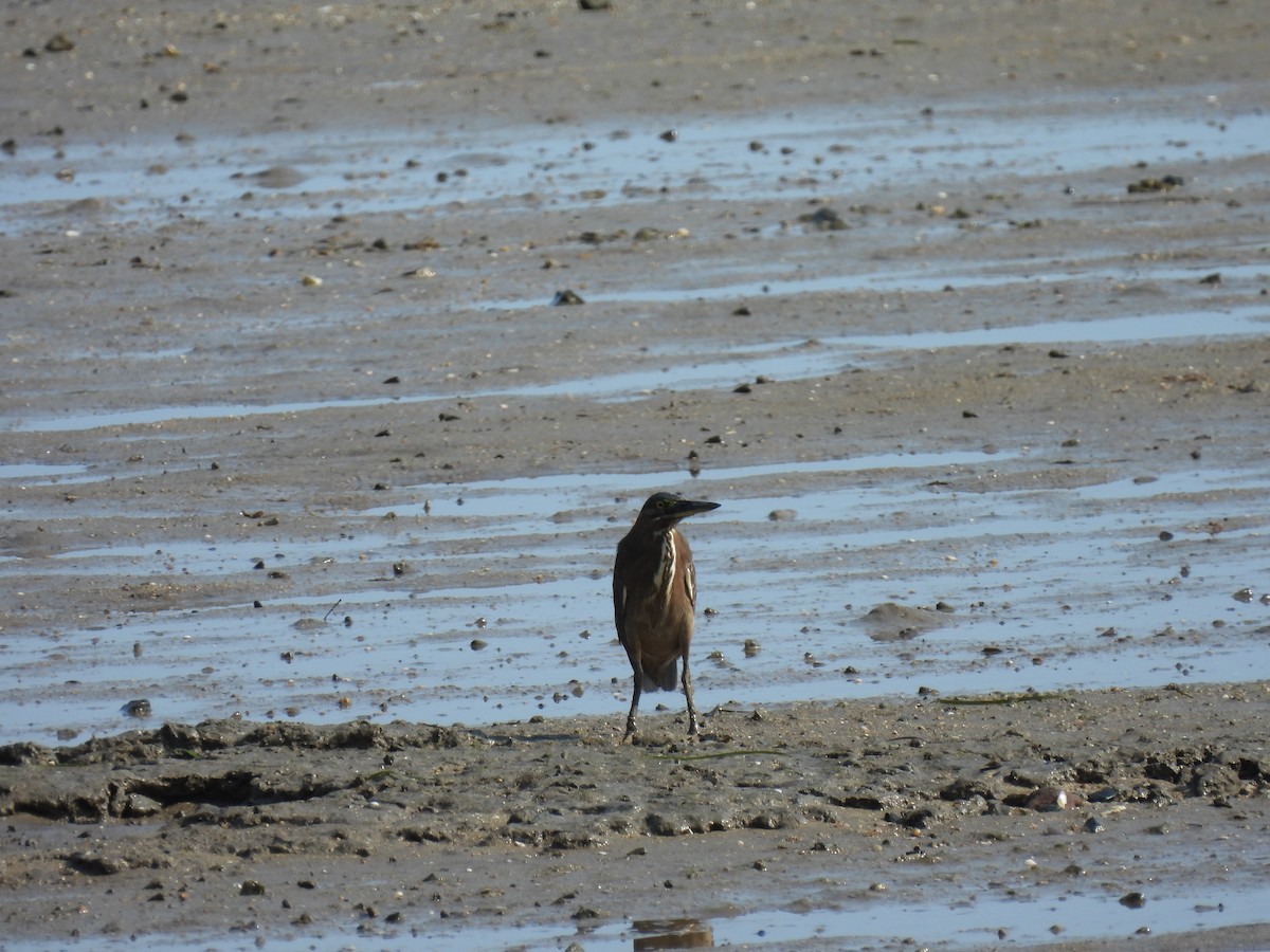 Little Heron - ML644236326