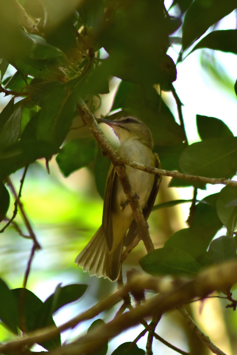 Black-whiskered Vireo - ML644236327