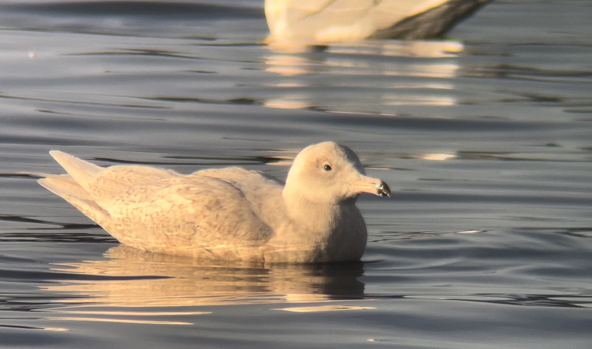 シロカモメ - ML644236335