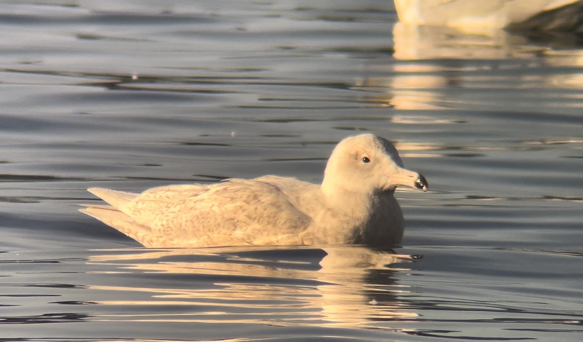 シロカモメ - ML644236336