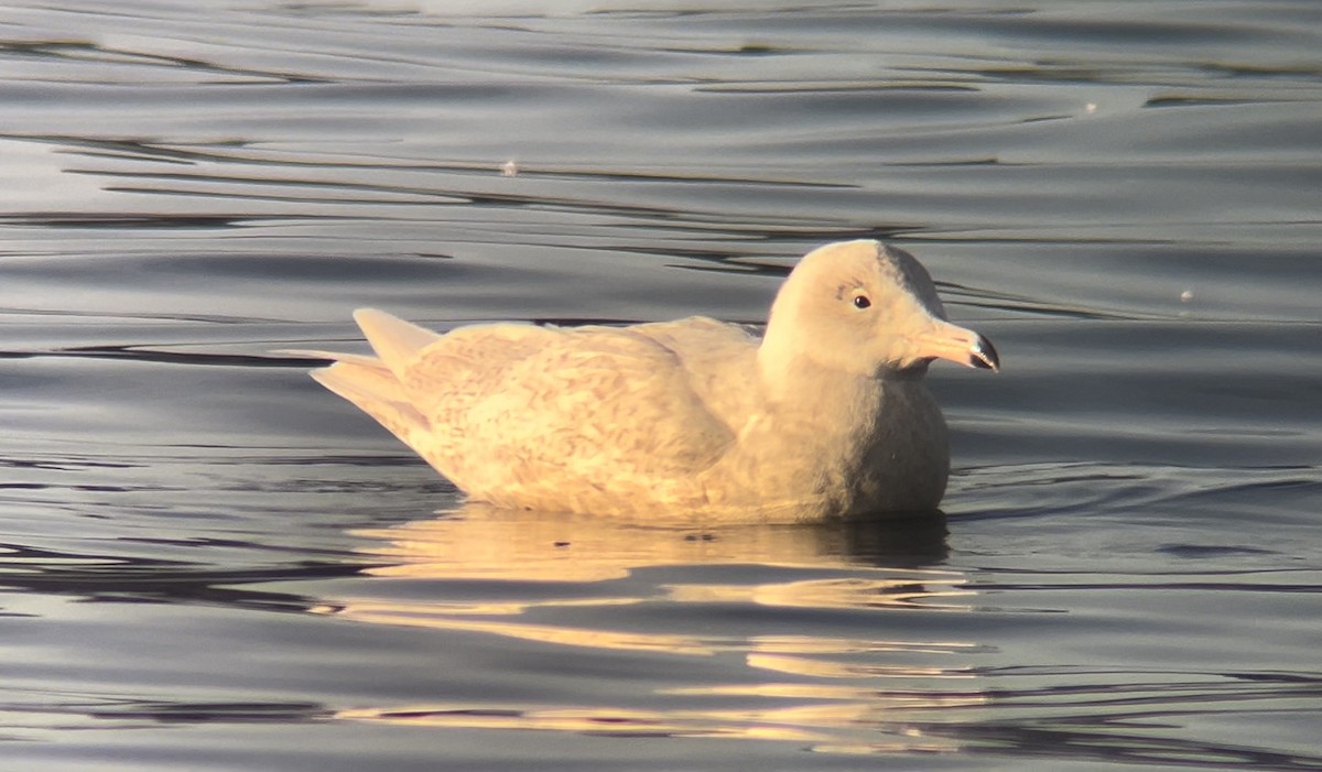 シロカモメ - ML644236337