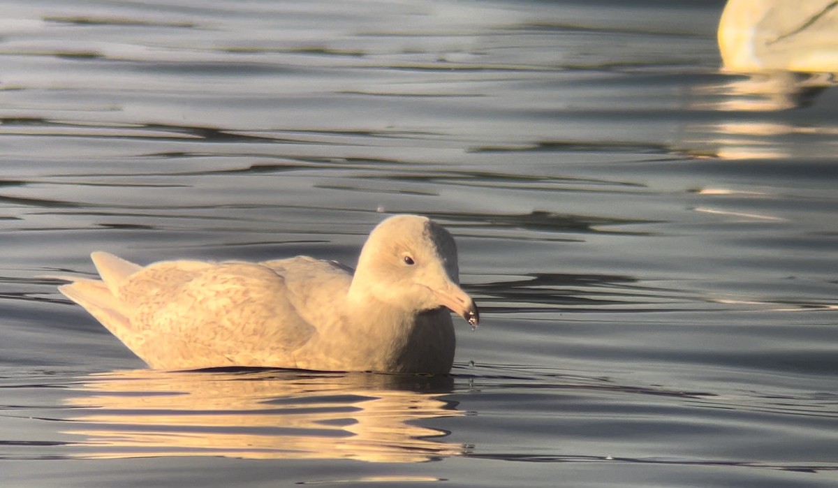 シロカモメ - ML644236338