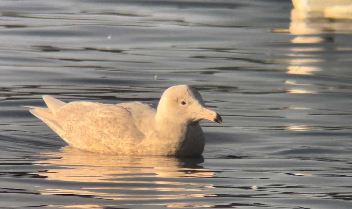 シロカモメ - ML644236339